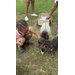  Kids petting animals. 